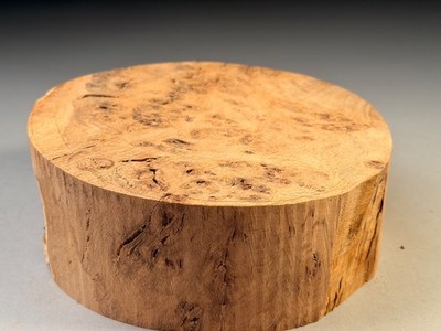 Tolle Wurzelholz Eiche Drechselholz Schüssel Rohlinge 7x3 Zoll 1,7 kg