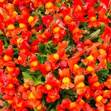 Antirrhinum candelabra plug plants garden orange flowers snapdragon pack of 3