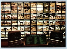 c1960 Lexington Kentucky Vintage Postcard Horse Park Breed Wall Computer Museum