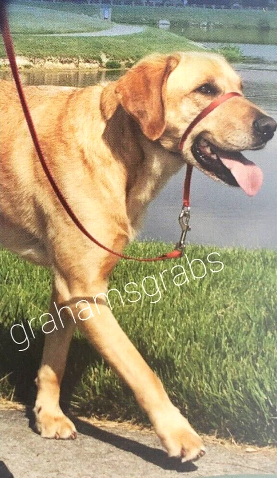 Collar de cabeza de perro PetSafe GENTLE LEADER liberación rápida SIN TIRAR ELIGE TAMAÑO Y COLOR Foto 3 de 4