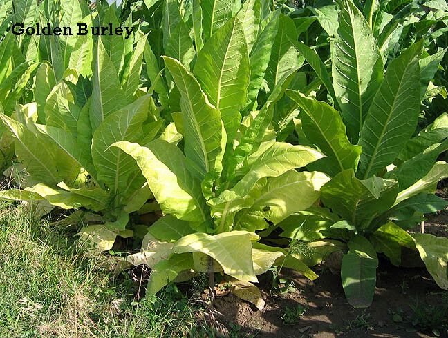 1000 Golden Burley Tobacco Seeds ~ Heirloom Nicotiana Tabacum ~ Flavorful
