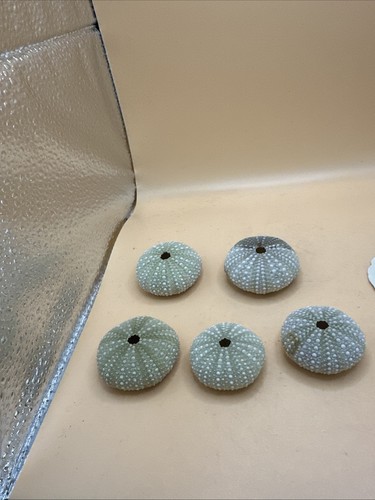 Green Mexican Sea Urchin Strongylocentrotus (approx. 1.5+ inches)LOT 5