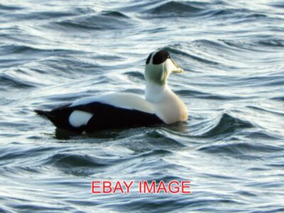 PHOTO  EIDER DUCK AT CATTERSTY SANDS