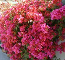 Well Rooted **BARBARA KARST** Live Bougainvillea starter/plug plant*