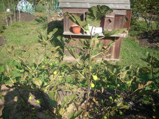 Esquejes de higuera, Battaglia, italiano, delicioso higo blanco, dos cultivos, ¡6 piezas! Foto 4 de 4