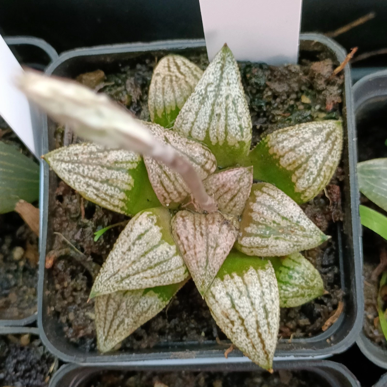 Haworthia Picta hybrid Seed Grown 70mm Unique rare plant Succulent
Opens in a new window or tab