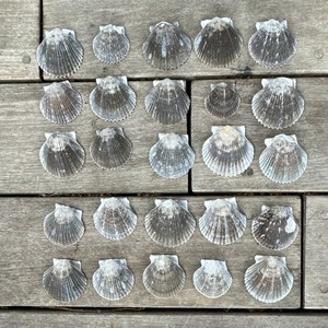 25 Natural Scallop Shells Assorted Sizes Collectible Sea Shells Lot