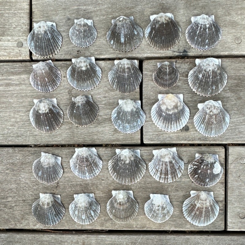 25 Natural Scallop Shells Assorted Sizes Collectible Sea Shells Lot