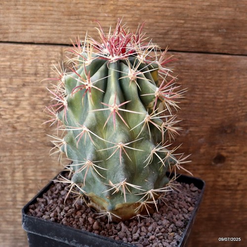 D5190 FEROCACTUS GRACILIS MACETA ABIGARRADA 12-H15-W10 cm MaMa Cactus - Imagen 4 de 4