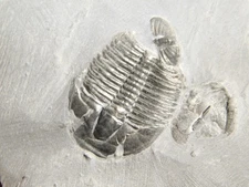 TRILOBITE Fossil with an Anomalocaris BITE! From Cambrian Utah 81.7gr *C