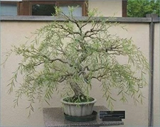 Bonsai Dragon Weeping Willow Tree - Thick Trunk Cutting