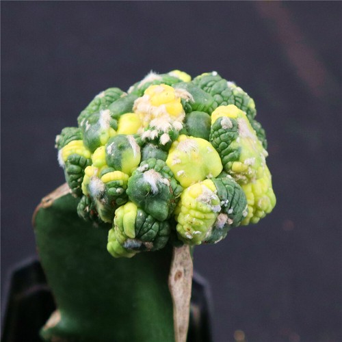 Astrophytum asterias Godzilla variegated -with rootstock no roots- rare 4459 - Picture 2 of 4