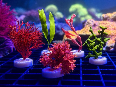 #ad 5 Species Marine Macroalgae Frag Pack – Atomic Broccoli Codium Red Ogo amp; More $35.00