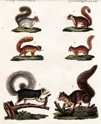squirrel Eichhörnchen squirrels écureuils Tiere animals 1795 Bertuch Kupferstich