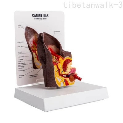 Dog Ear Health/Pathological Anatomy Model Canine Ear Anatomical Model