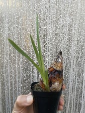 Rare Cymbidium insigne ssp rosea One Growth