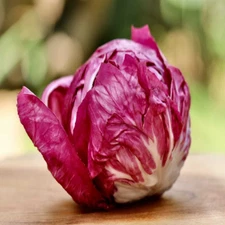 Rossa Di Verona Endive Seeds, NON-GMO, Italian Chicory, Ridacchio, FREE SHIPPING