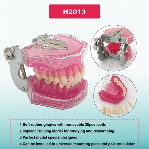 Multiple Types Dental Teeth Model Ortho Implant Practice Teaching Demo Model - Picture 238 of 276