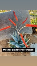 aloe ortholopha - Rare Aloes, Aloes, Agave, Cactus , Rare