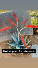 aloe ortholopha - Rare Aloes, Aloes, Agave, Cactus , Rare Plants, Plants