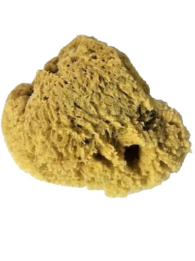 Esponja Marina Natural Mediano No Blanqueado Decoupage Decoración Pared Muebles