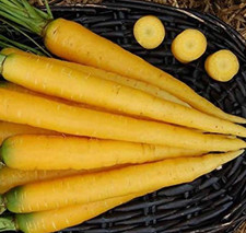 YELLOW CARROT SEEDS 500+ ROOT vegetable GARDEN plants NON-gmo FREE SHIPPING