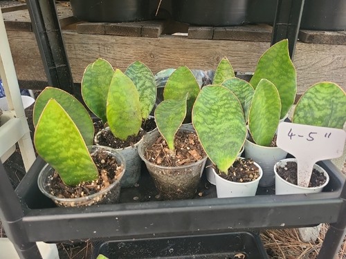 Baby Sansevieria Masoniana Whale Fin Snake Plant 4-5"  rooted