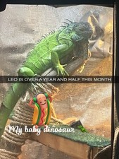 Green Iguana with Reptile Enclosure and Bath