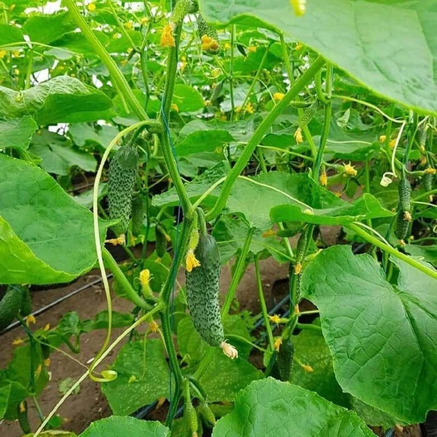 10 semillas de pepino SV 4097 F1 Seminis Monsanto Países Bajos pepinillo семена огурец Foto 4 de 4