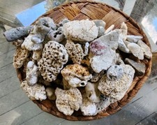Coralized Shell Pieces Seashell Nautical Wedding Decor Mosaic Craft Aquarium 4lb