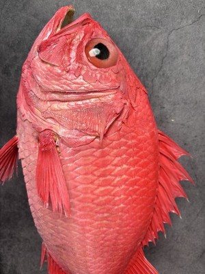 Museumsqualität Dispinus Gummi Tiefsee Kristall Fisch Taxidermie, Echthaut Reittier