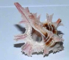 SEA SHELL - SHELLS - MURICIDAE - PTERYMARCHIA MARTINETANA 29.70mm