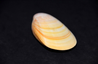 Rare Cardium - Acrosterigma attenuatum - 71 mm - Bay of Bengal, India