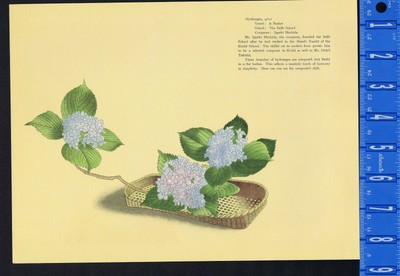 Hydrangea Ajisai Seifu School 1938 Japanese Flower Print Ebay