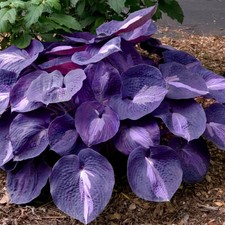 Purple Hosta Plant Seeds 100pcs Large Heart-Shaped Leaves, Shade Garden Perennia