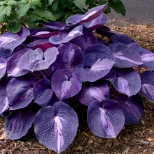 Purple Hosta Plant Seeds 100pcs Large Heart-Shaped Leaves, Shade Garden Perennia