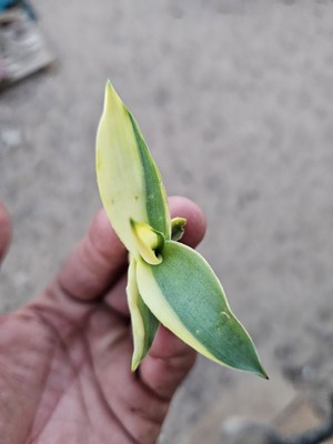 Mutated Agave Desmettiana Variegata, 2'' x 3'' , #5