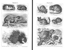 Nagetiere I-IV Biber Maus Meerschweinchen Holzstich 1900 Wanderratte, Murmeltier