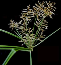 500 CYPERUS ESCULENTUS Seeds (Tiger Nut) BULK | Free shipping
