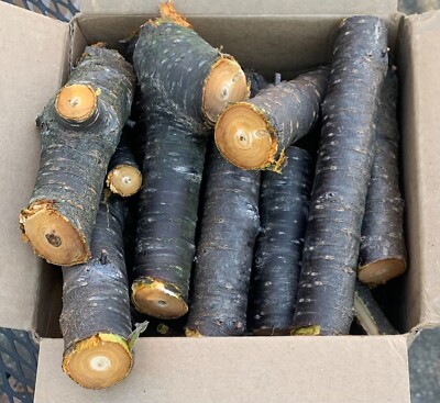 American Plum Wood for smoking meat. Small/Med chunk 5 lb box. VA, cut 12/24