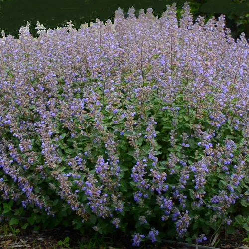 Nepeta 'Clear Blue' / Nepeta x faasenii or mussinii / Garden Catmint / 300 Seeds - Picture 2 of 2