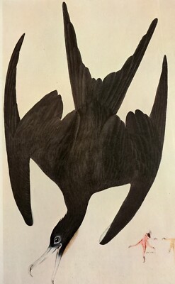 John J Audubon Magnificent Frigatebird Bird Vintage Art Book Plate 16