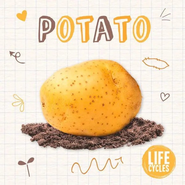 Kirsty Holmes | Potato | Taschenbuch | Englisch (2021) | Kartoniert / Broschiert-image