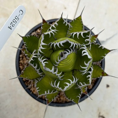 Agave horrida C 5524, Bare root