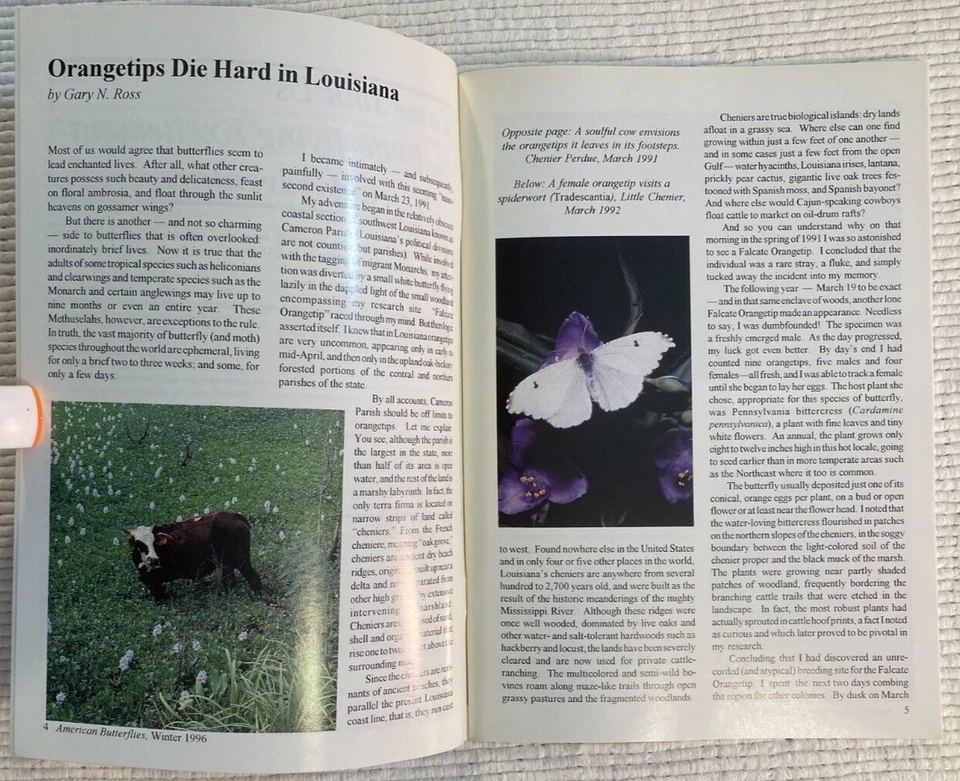 Winter 1996 American Butterflies -Orangetips in Louisiana,Open habitats,predator Foto 3 de 3