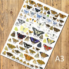 British Butterflies Art Prints, Posters, Nature Identification Wildlife Charts