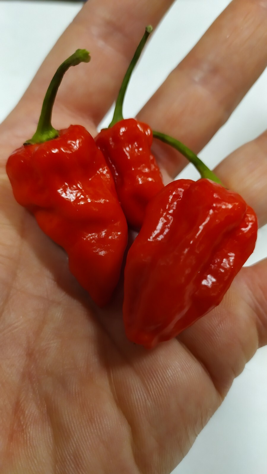NAGA MORICH 20 SEMI SEEDS DI PEPERONCINO+ SEMI OMAGGIO COLTIVAZ. BIO SEEDS