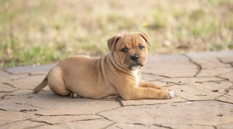 American Staffy Purebred Dogs Puppies Gumtree Australia Perth City Area Perth 1254836442