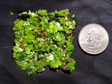 Giant  Regular Duckweed Mix 500  High Quality Floating  Aquarium Plant