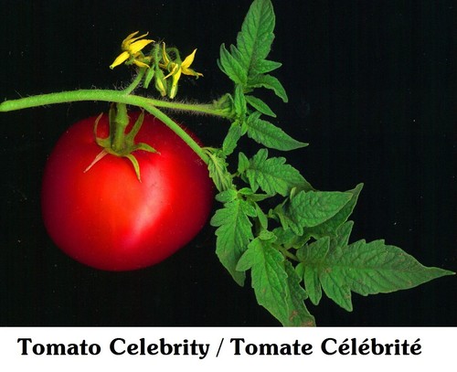 Tomato Celebrity Tomate RED Seeds Seed Compact Plant EXCEED TASTE AAS WINN Price - Picture 3 of 3